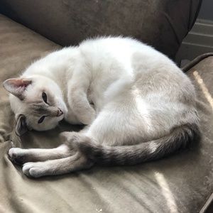 Meet your Posher, Twysst